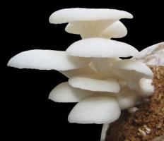 Оценка уровня рентабельности вешенки в цифрах.