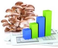 Почему вешенка такая рентабельная?