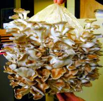 Технология выращивания рентабельной вешенки.