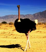 Сколько стоит яйцо и мясо страуса на рынке?