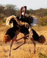 Как живут страусы в африе?