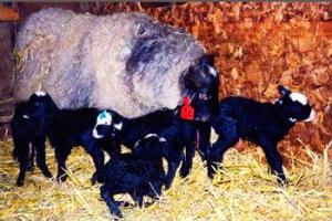 Рентабельность разведения романовской овечки.