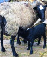 Романовская овца дает полезное молоко.