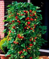 Высокоурожайный способ выращивания клубники на мешках.