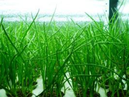 Чистая прибыль из перьев зеленого лука.