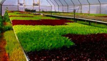 Технологическое решение при выращивании зелени.