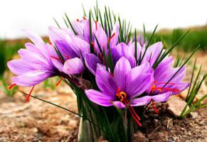 Биологические особенности, которые имеет шафран.