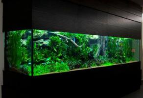 Разведение аквариумных рыбок как бизнес.