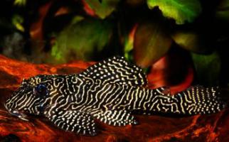 Стоимость аквариумных рыбок и растений.