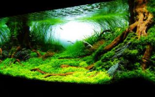 Уход за аквариумными рыбками и растениями.