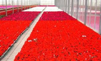 Бизнес на тепличных розах.