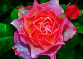 Тепличный микроклимат.