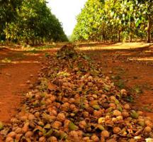 Плодовитые грецкие орехи.