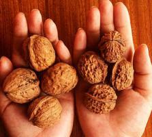 Обзор грецких орехов.