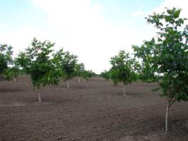 Посадка ореховых саженцев.