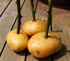 Советы по выращиванию роз.