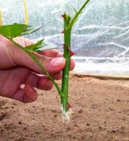 Правильное поливание розы.