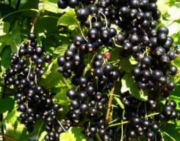 Как правильно выращивать черную смородину?