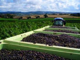 Хороший урожай ягод благодаря правильной технологии.