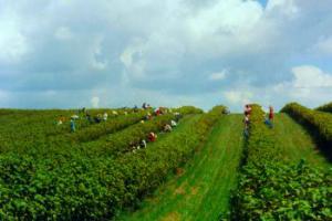 Уборка урожая на смородиновых полях.