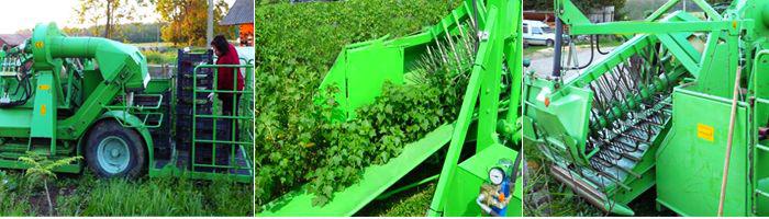 Комбайн JOVARAS USK - 1 убирает ягоды смородины на поле.