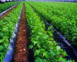 Черное агроволокно на ягодном поле.