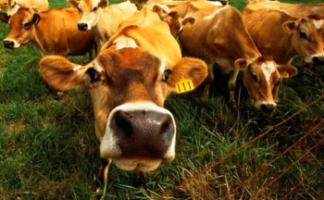 Состав комбикорма для коров и бугаев.