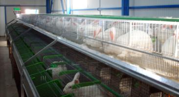 Промышленное разведение кроликов как бизнес.