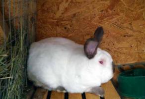 Промышленное разведение кроликов в домашних условиях.