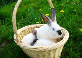 Болезни кроликов в промышленном разведении.