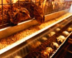 Производство перепелиных яиц самый быстросоздаваемый бизнес.