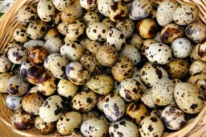 Больше перепелов, больше яиц.