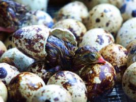 Переворачивайте яйца, чтобы ципленок сам вылупился.