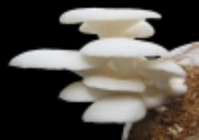 Рентабельность выращивания грибов вешенки.