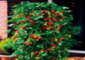 Выращивание клубники в мешках это новая бизнес идея по карману любому инвестору.