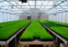 Выращивание зелени в теплице приносит доход круглый год.