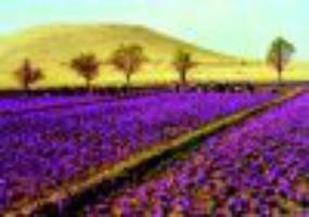 Выращивание шафрана в домашних условиях.