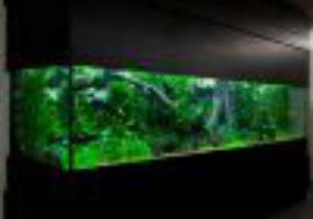 Выращивание аквариумных растений и тропических рыбок на продажу в офисы.