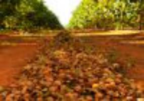 Плодовитые сорта грецкого ореха дают большую урожайность и прибыль.