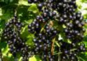 Выращивание черной смородины как бизнес для среднесрочных инвестиций.